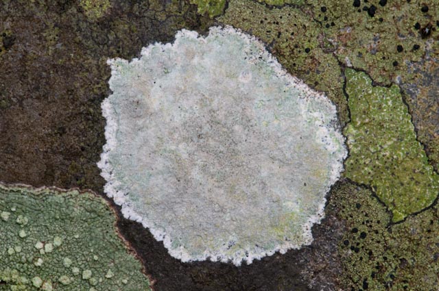 lichene 4 2010